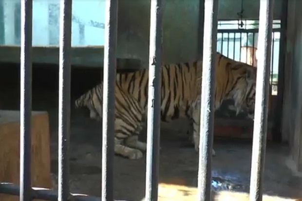 Baksi Harimau Sumatera...