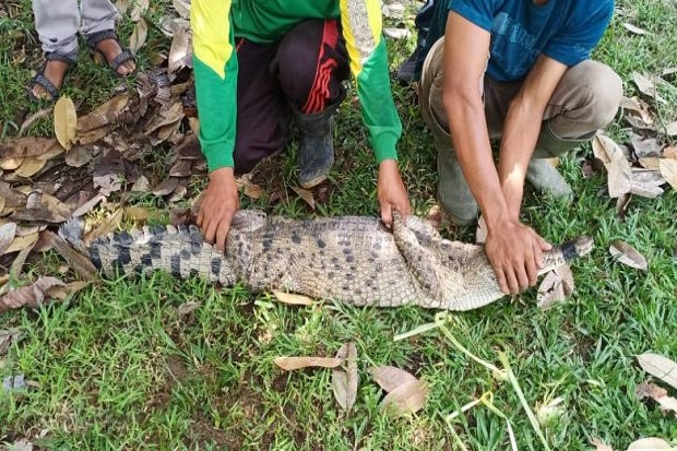 Diberi Umpan Anak Bebek,...