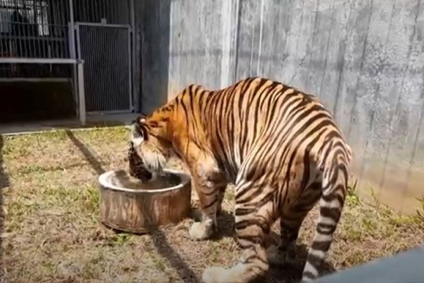 Harimau Sumatera Berusia...