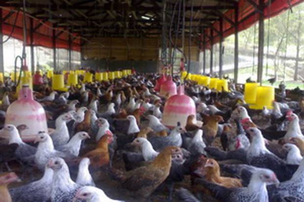 Pakan Ayam Oplosan Beredar...