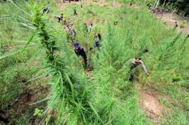 Polisi Temukan Ladang...