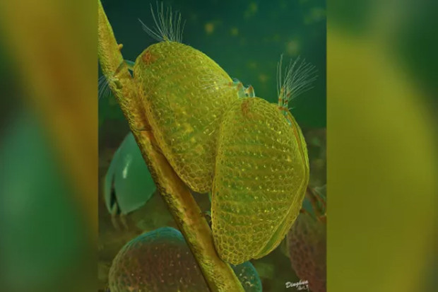 Ilmuwan Temukan Sperma...