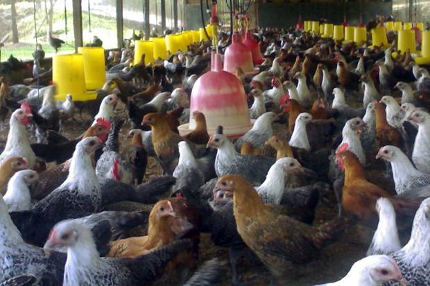 Anggaran Ayam Lokal...