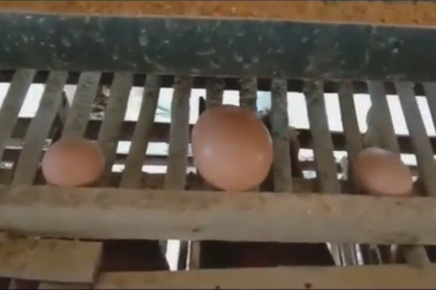 Ajaib, Seekor Ayam di...
