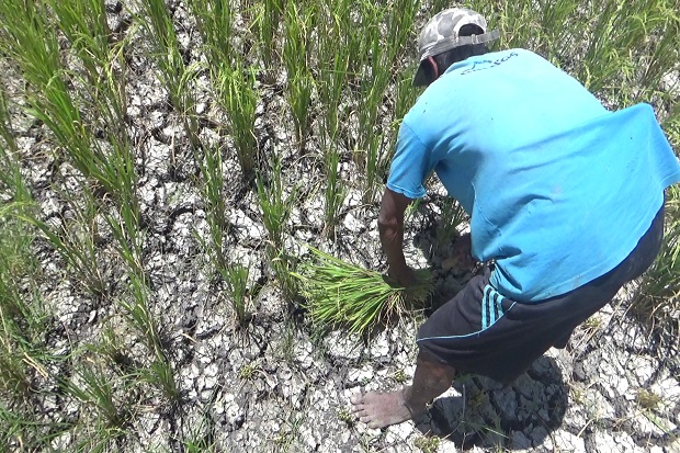 Sawah Puso Kekurangan...