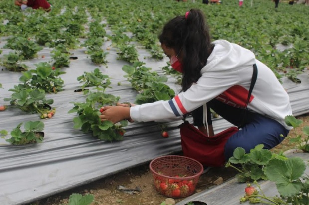 Wisata Petik Buah Strawberry...