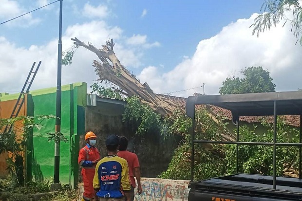 Pohon Beringin Tua dan...