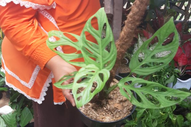 Perlu Dicoba Nih! Jualan...