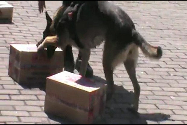 Anjing Unit K-19 Polda...