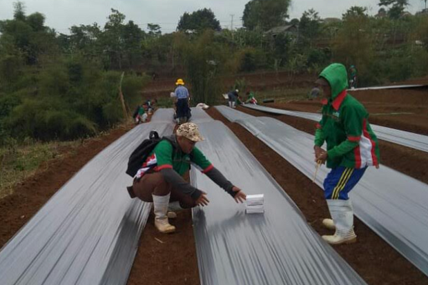 Panen Melimpah Tapi...