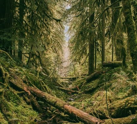 5 Hutan yang Diyakini...