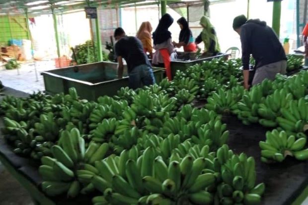 Gaji Petani Pisang Bisa...