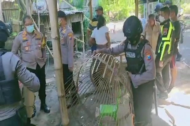 Gerebek Judi Sabung...