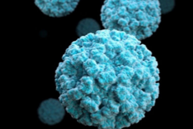 Norovirus, Virus Baru...