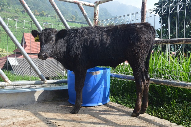 Sapi Wagyu, Penuhi Kebutuhan...