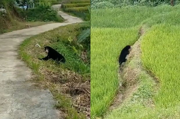 Video Viral! Beruang...