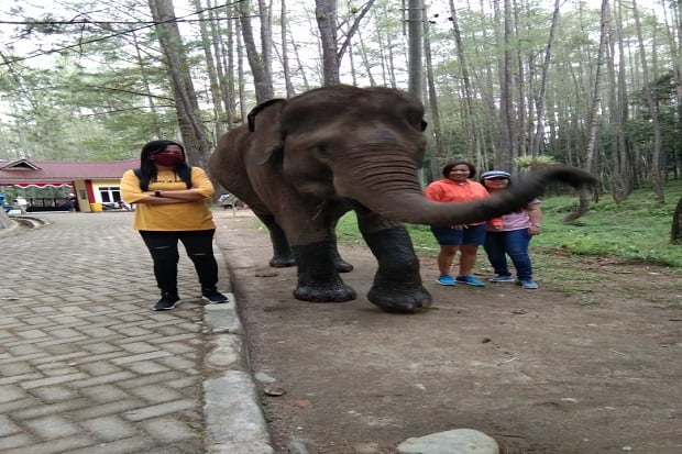 Aek Nauli Elephant Conservation...