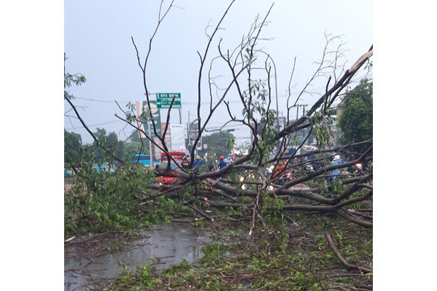 Pohon Tumbang Timpa...