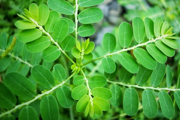 Tiga Bahan Herbal Ini...
