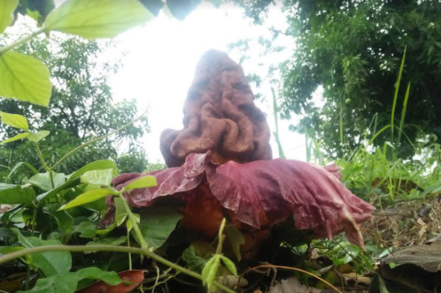 Wow, Bunga Bangkai Tumbuh...