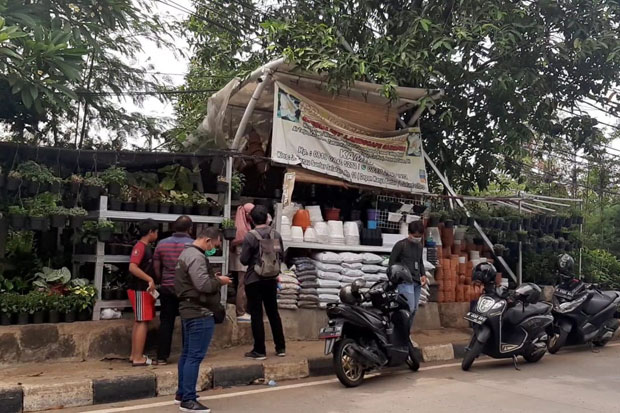 Pedagang Tanaman Hias...