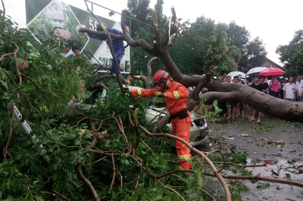 Pohon di Bogor Bertumbangan,...