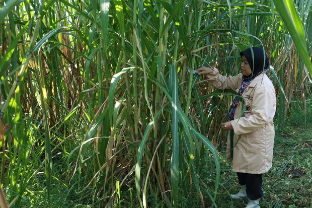 UGM-BATAN Kembangkan...