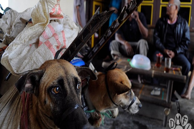 Edan, Anjing dari Jawa...