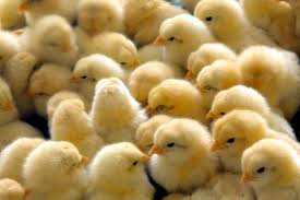 Gegara Data Ayam Pitik...