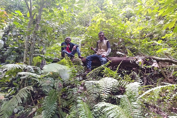 Macan Kumbang Diduga...