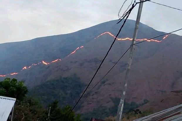 15 Hektare Padang Savana...