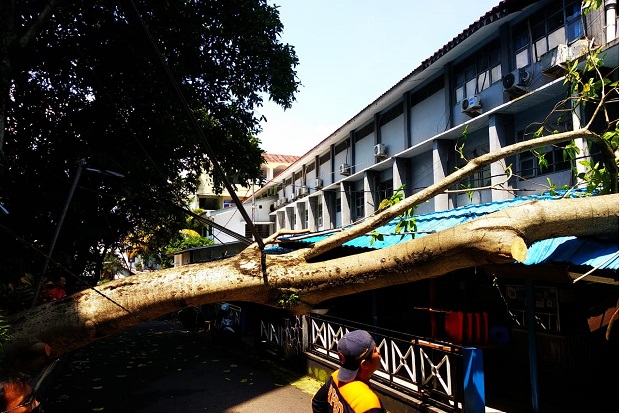 Pohon Raksasa Tumbang...