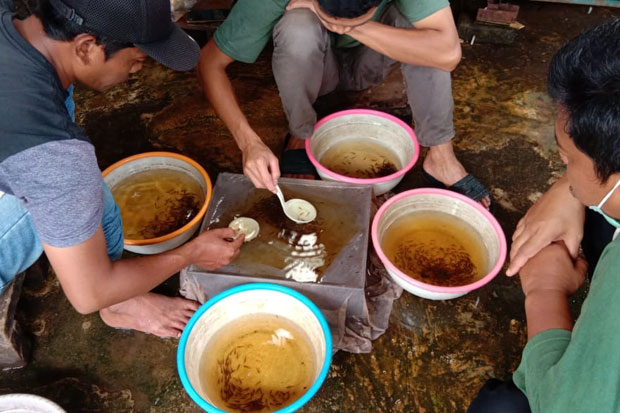 Budidayakan Ikan Hias,...