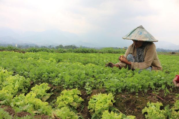 Jadi Percontohan, Desa-desa...