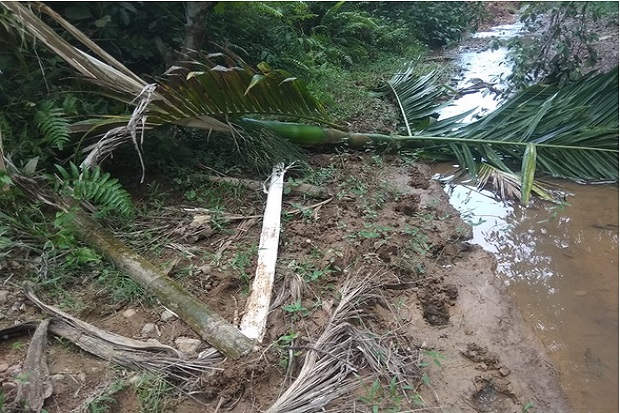Kebun Sawit Bupati Pidie...