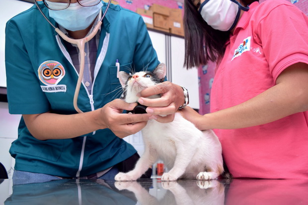 Bisnis Pet Shop Kebal...