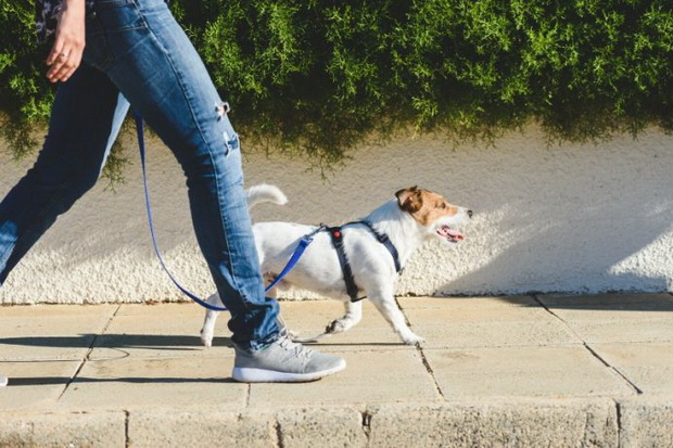 Bawa Anjing Berjalan-jalan...