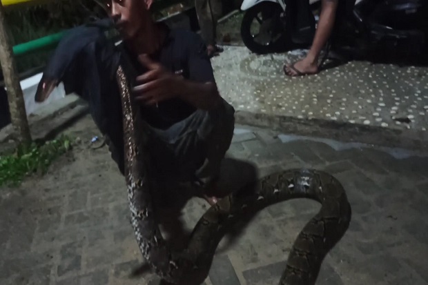 Ular Piton Sepanjang...