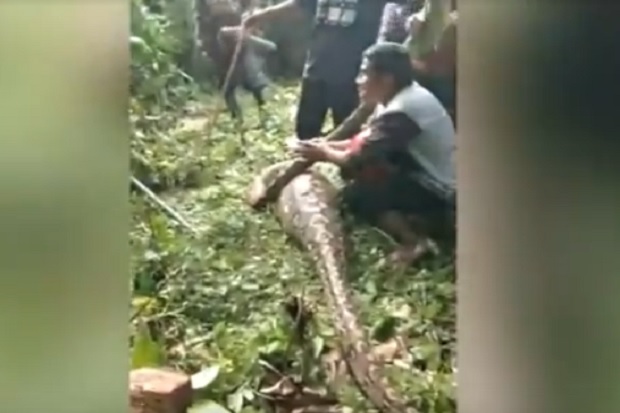 Usai Mangsa Sapi, Ular...