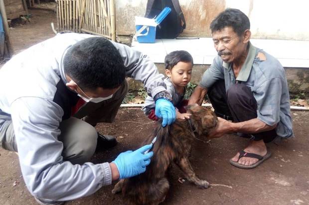 Teror Anjing Liar di...