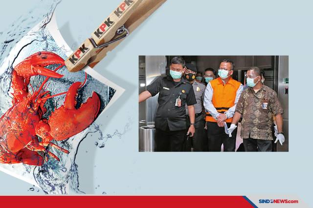 Dua Jenis Benih Lobster...