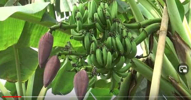 Pohon Pisang Bercabang...