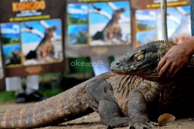 Pulau Komodo Akan Jadi...