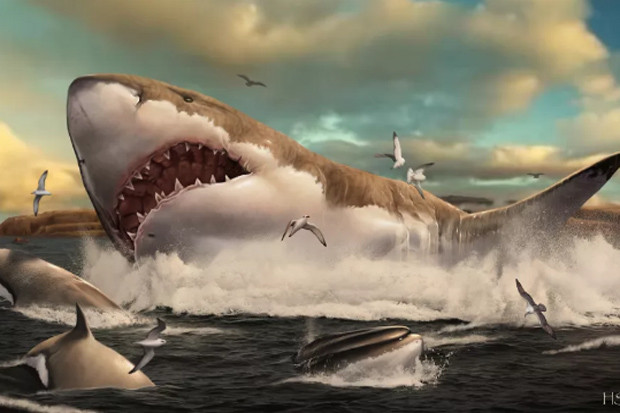 Megalodon Ternyata Punya...