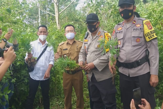 Ada Ladang Ganja di...