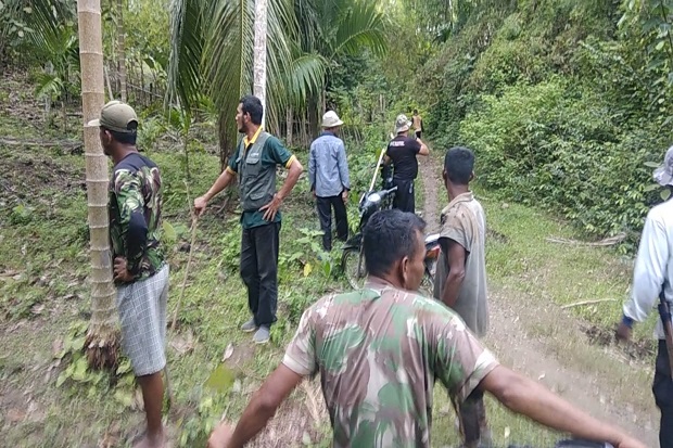 Teror Babi Hutan hingga...