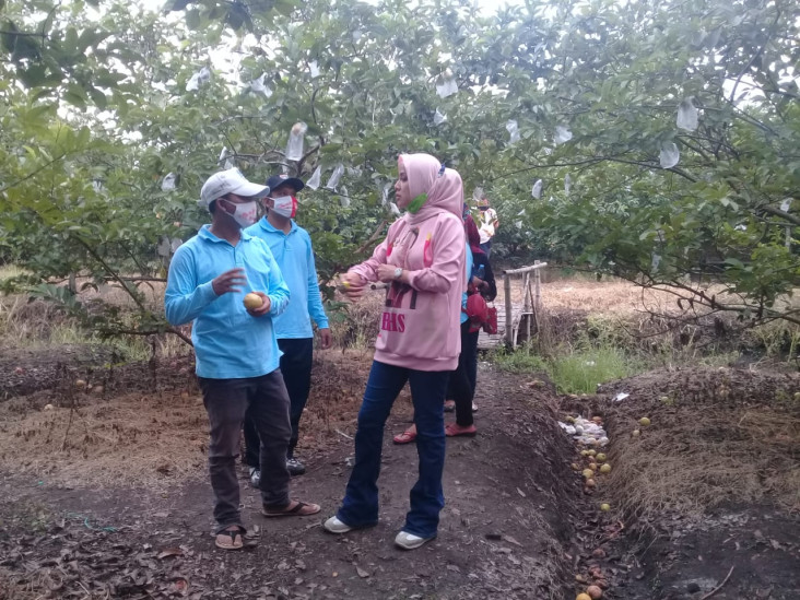 Kebun Jambu di Kebaron...