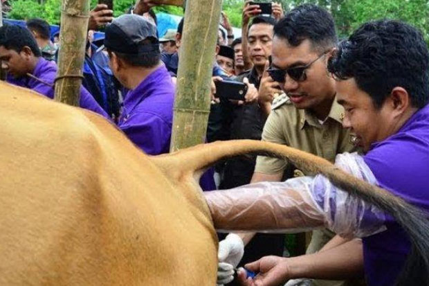 Asuransi Usaha Ternak...