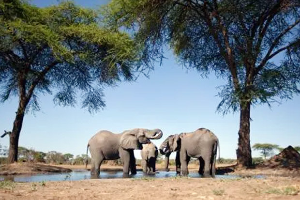Namibia Lelang 170 Gajah...