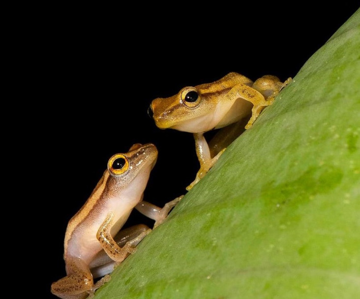 Spesies Baru Katak Pohon...